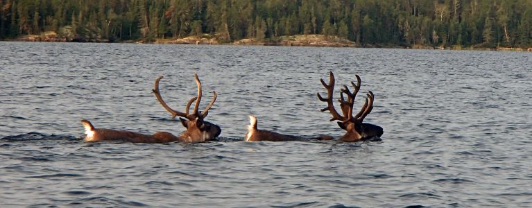 11 syngenta 2015 135 25150013951 o