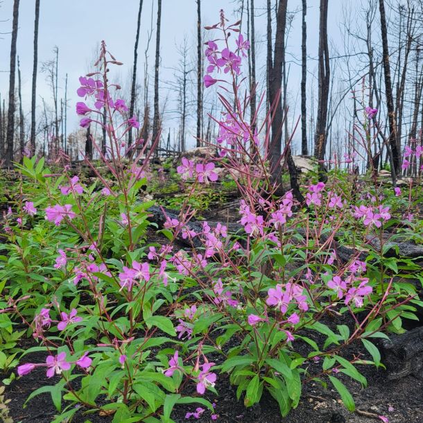 2168d72e 8b7c 4caa 8f9b aae51426e1eb