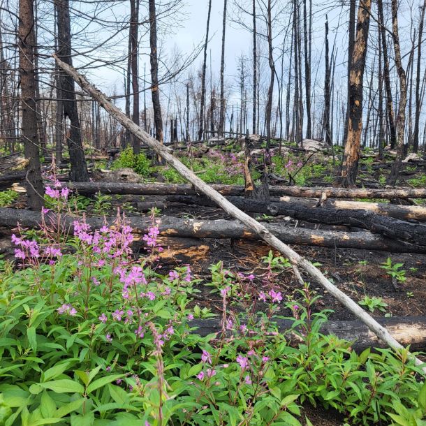 98fe1f20 69c7 4591 b086 f7054c2767a9