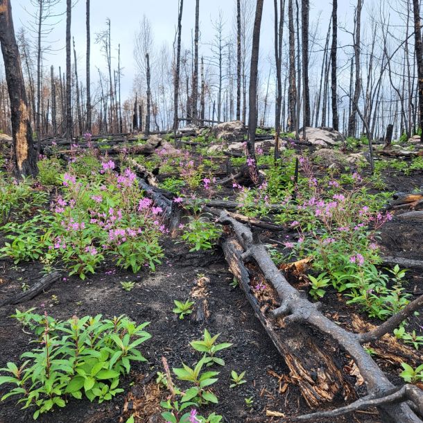 F0c7a851 2196 4ecc 9649 e5353c1fb8fc