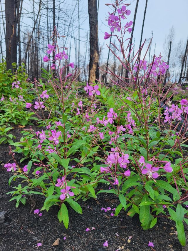 7a96ca80 c01c 4dc7 b3d3 e902a29f7994